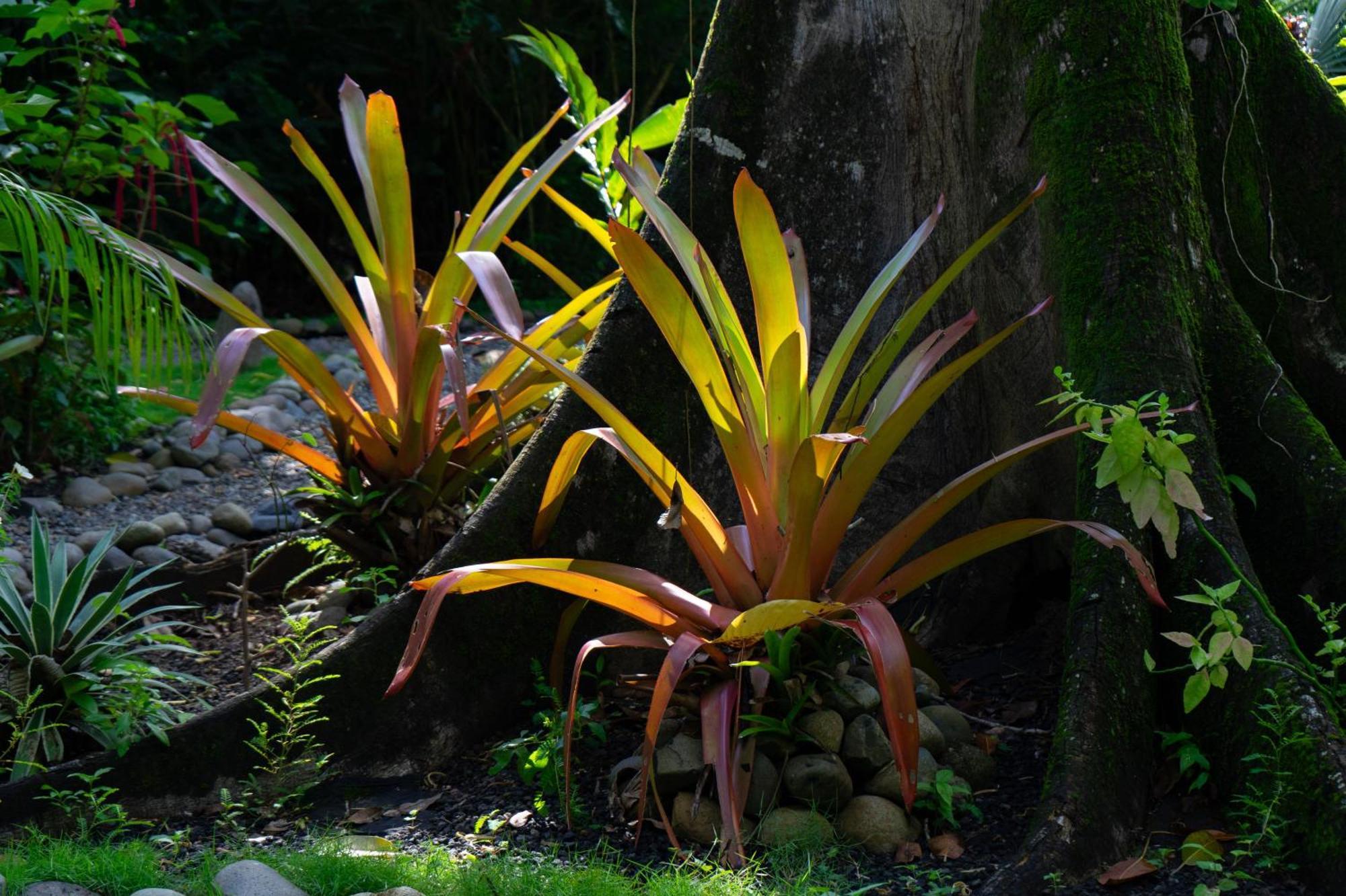 Dragonfly Beachfront Villas-Adult Only Punta Uva Exterior photo